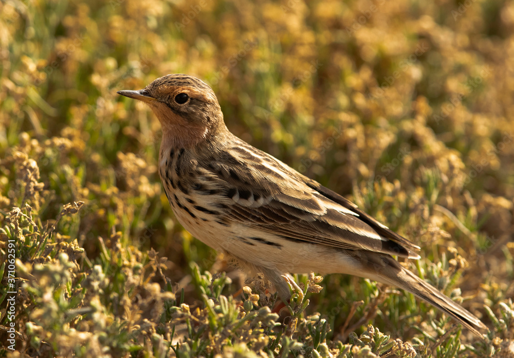Red throated pipit in the green, Bahrain Red throated pipit in the green, Bahrain