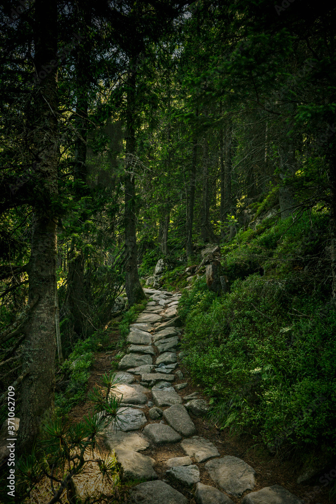 A path of stones in a dark spruce forest A path of stones in a dark spruce forest