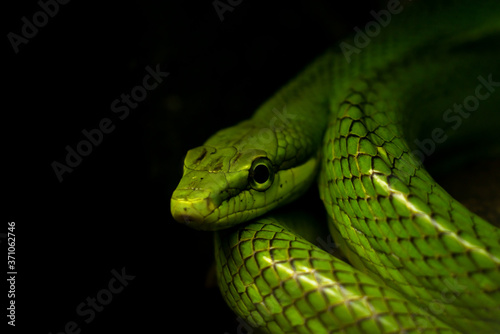 Green snake on a dark background close up