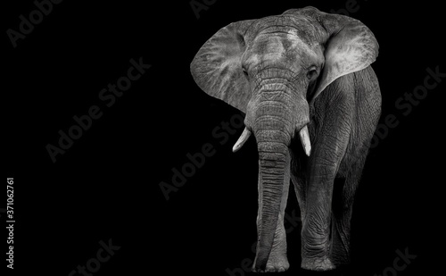 African elephant on a dark background