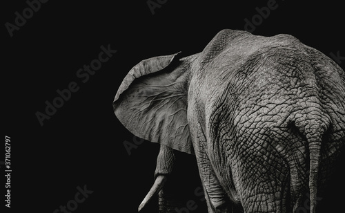 View from the back of an African elephant on a dark background