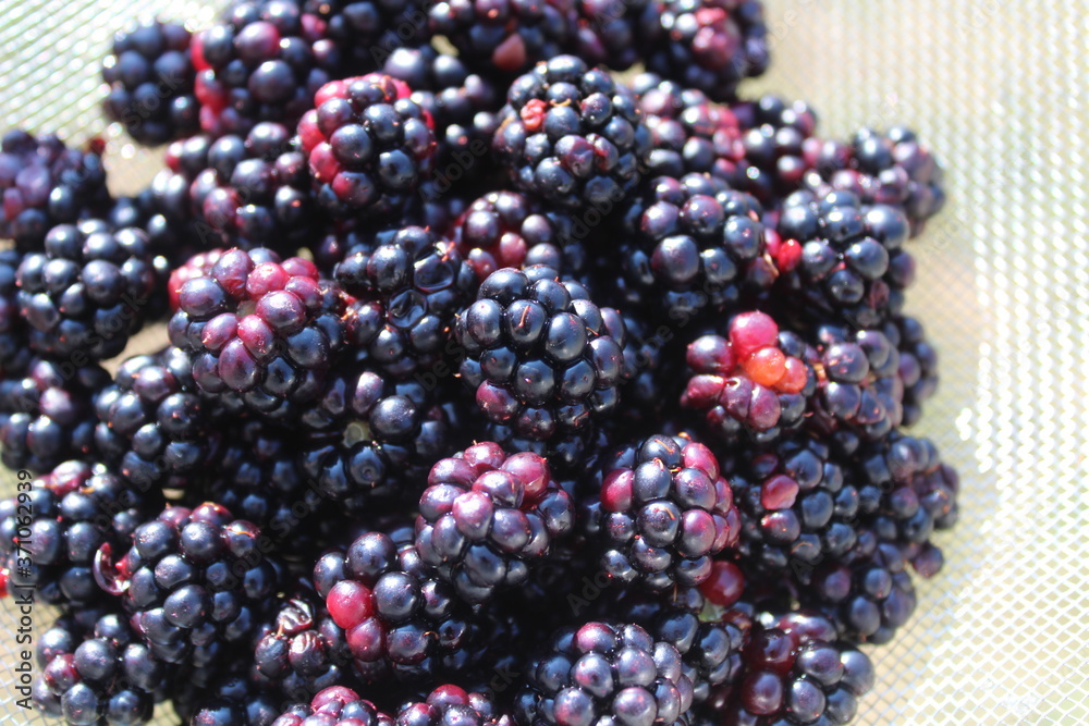 Reife Brombeeren in einem Sieb Reife Brombeeren in einem Sieb