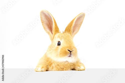 A fluffy eared ginger rabbit peers into the sign. Home bunny sits on a white background.