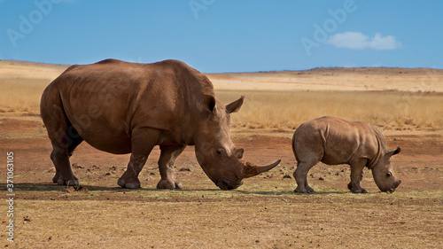 Mother and baby rhino are standing next to each other.