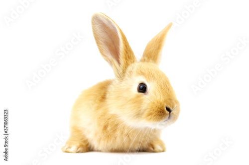 Cute fluffy home ginger bunny isolated on white background. Side view. Nature concept.