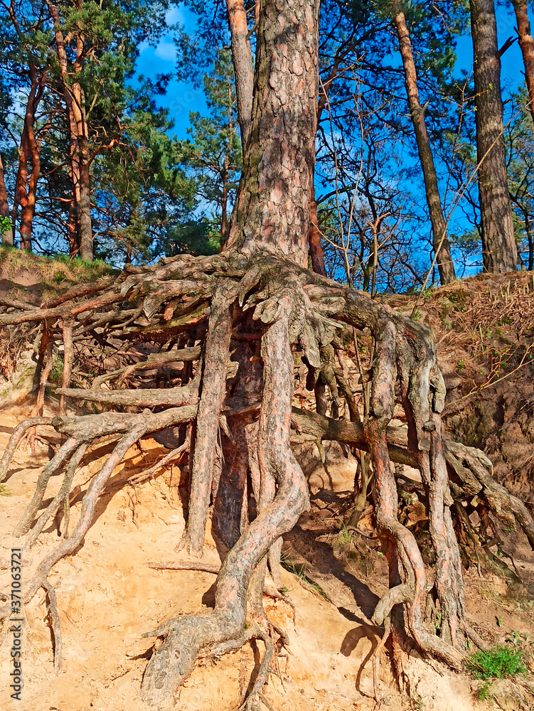 Pine tree with huge roots in the forest Pine tree with huge roots in the forest