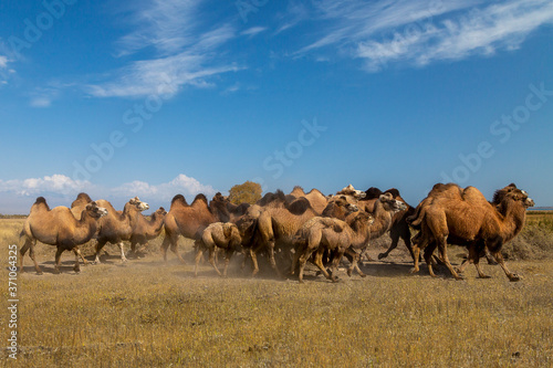 Bactrian camels, in Issyk Kul, Kyrgyzstan