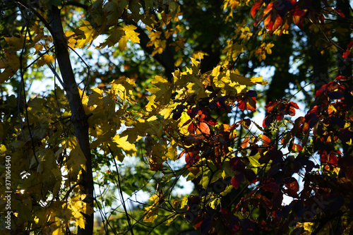 Autumn colourful mix of red  yellow and green leaves on tree concept