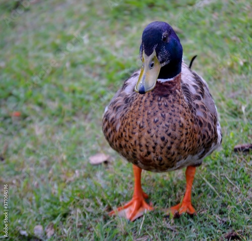 A duck walking in the grass