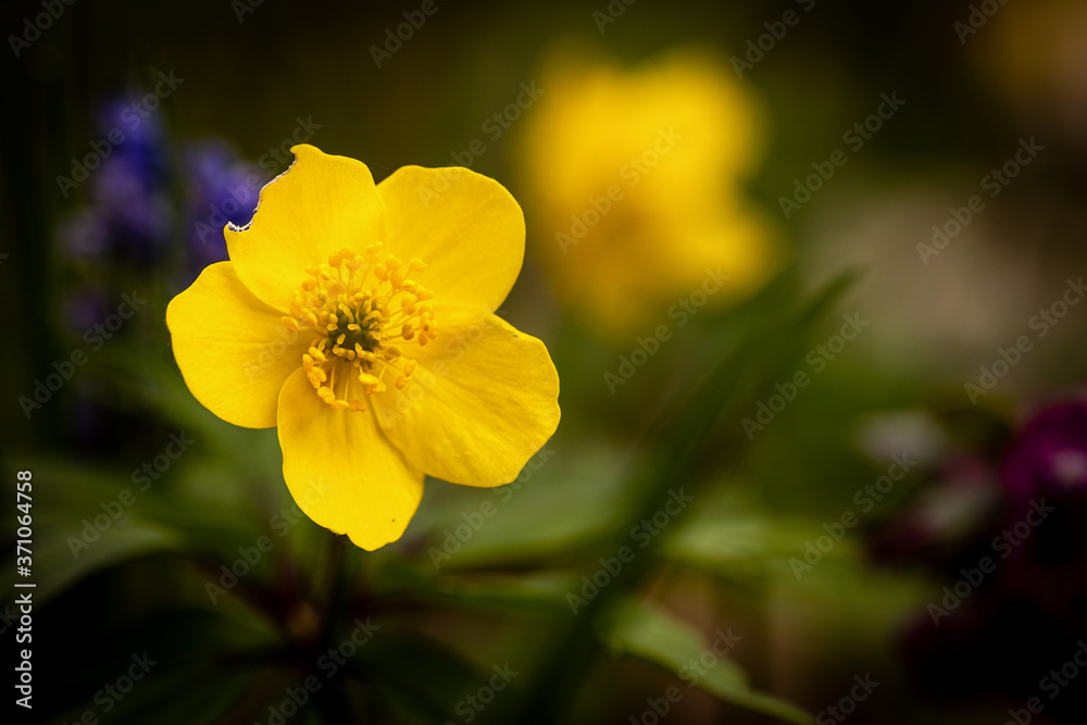 Imperfect yellow flower in a spring meadow Imperfect yellow flower in a spring meadow