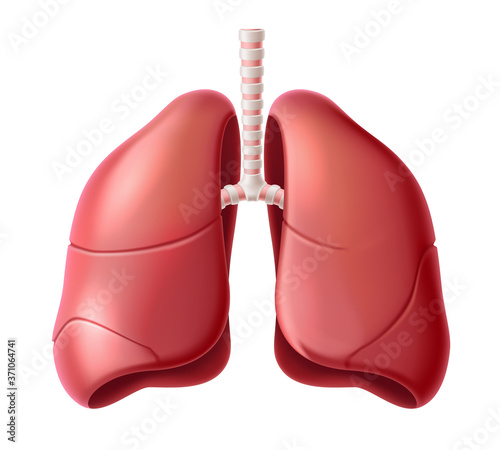 Vector human lungs anatomy structure 3d icon