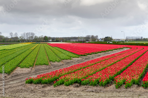 Fields of flowering tulips. Holland