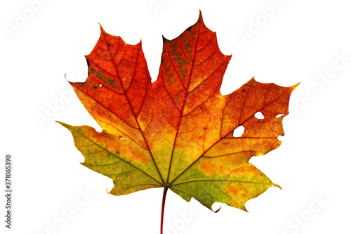 Detail macro of maple leaf with three colours green yellow and red with white background