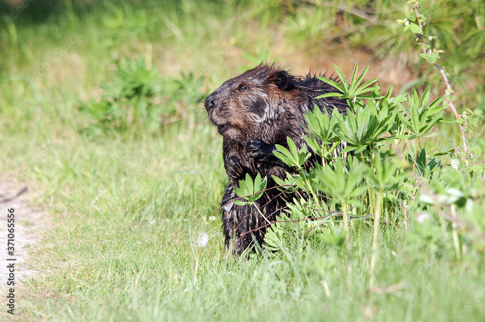 Beaver animal Stock Photos. Beaver animal close-up profile view with foliage background and foreground. Beaver animal picture. Image. Photo. Portrait. Beaver animal Stock Photos. Beaver animal close-up profile view with foliage background and foreground. Beaver animal picture. Image. Photo. Portrait.
