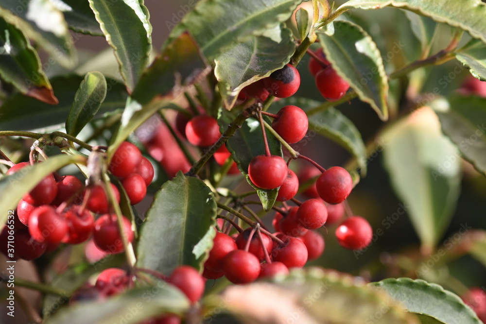 detalhe árvores frutífera com pequenas sementes vermelhas em árvore com folhas verdes detalhe árvores frutífera com pequenas sementes vermelhas em árvore com folhas verdes