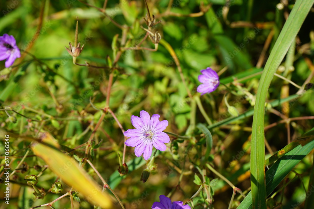 Geranium pyrenaicum in wild flower meadow Geranium pyrenaicum in wild flower meadow