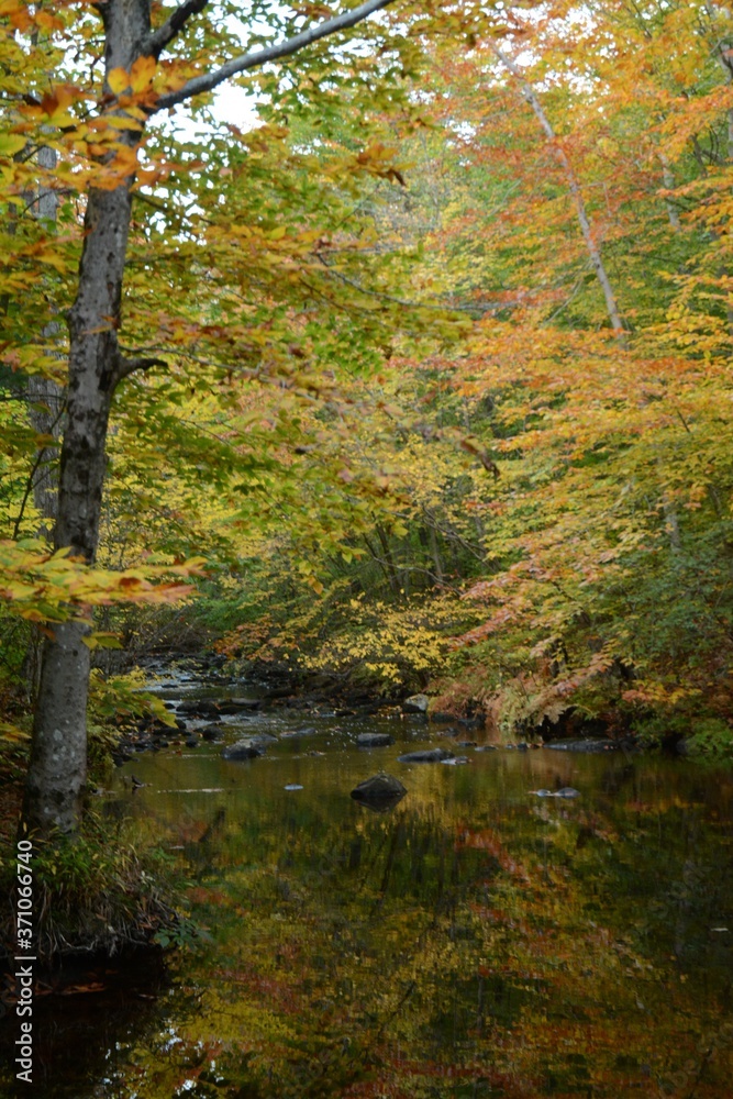 Autumn Leaves with Stream in New England Woods Autumn Leaves with Stream in New England Woods
