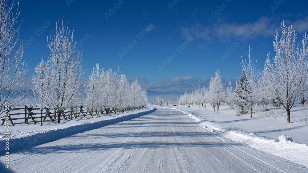 Fototapeta premium winter, snow, landscape, tree, cold, forest, sky, road, nature, white, blue, frost, mountain, ice, season, trees, snowy, frozen, scene, christmas, outdoor, way, country, wood, day