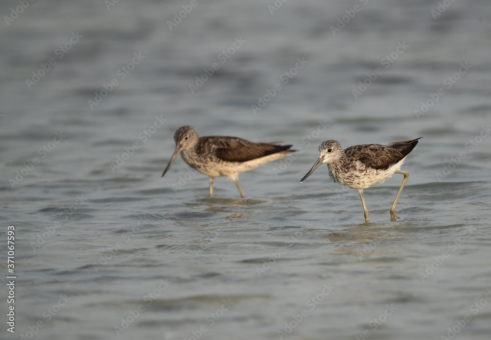 Common greenshank at sea coast of Bahrain Common greenshank at sea coast of Bahrain