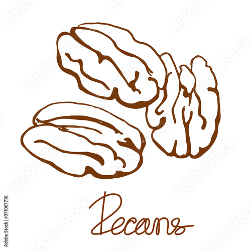 Pecans nut seeds line logo. Hand drawn sketch. Graphic isolated illustration