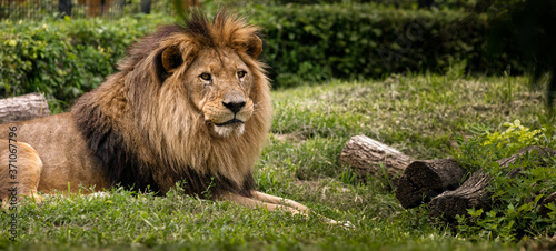 Lion s look