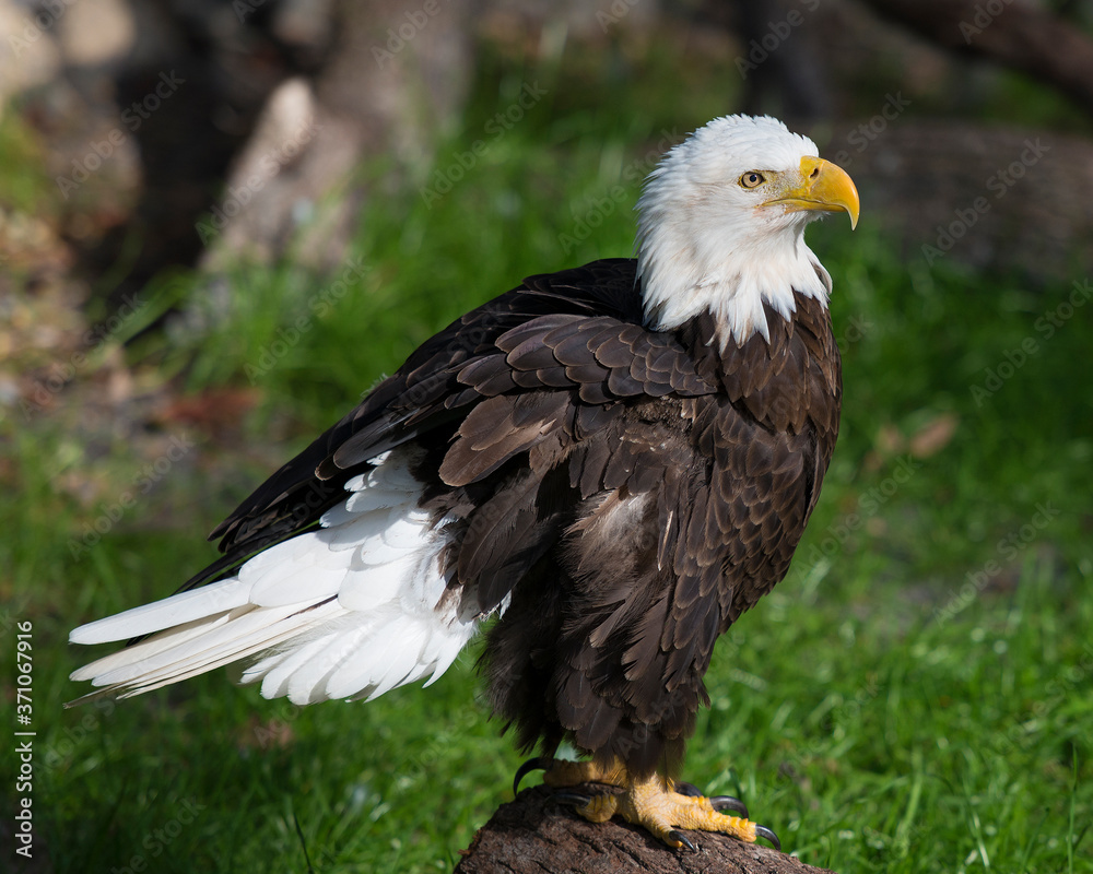 Bald Eagle Stock Photos.  Bald Eagle close-up profile view, displaying fluffy brown feather plumage, body, head, eye, beak, talons, white tail with a blur background in its habitat  and environment.