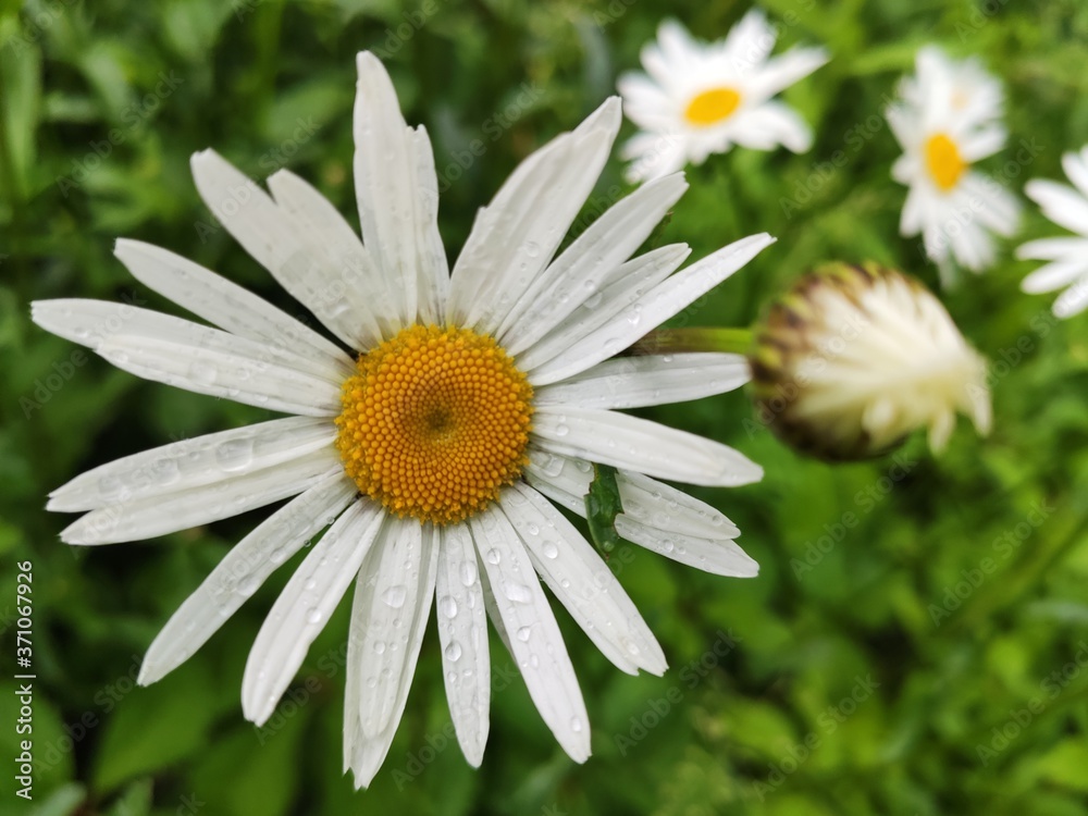 white daisy flower