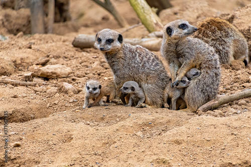 Meerkats with their baby pups