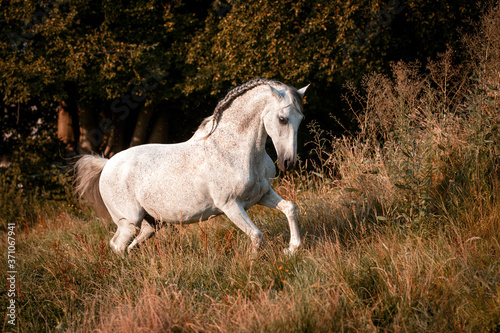 Temperamentvoller Lusitano