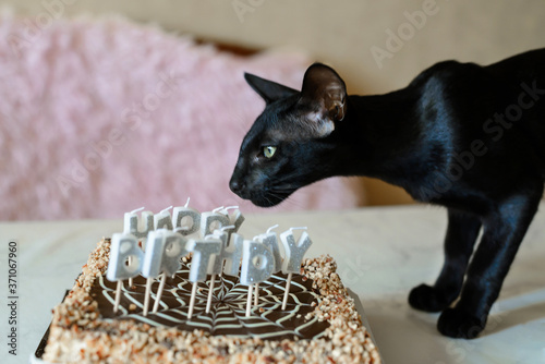 Canvas Print Oriental shorthair kitten, ebony cat is trying to eat a chocolate cake, green ey