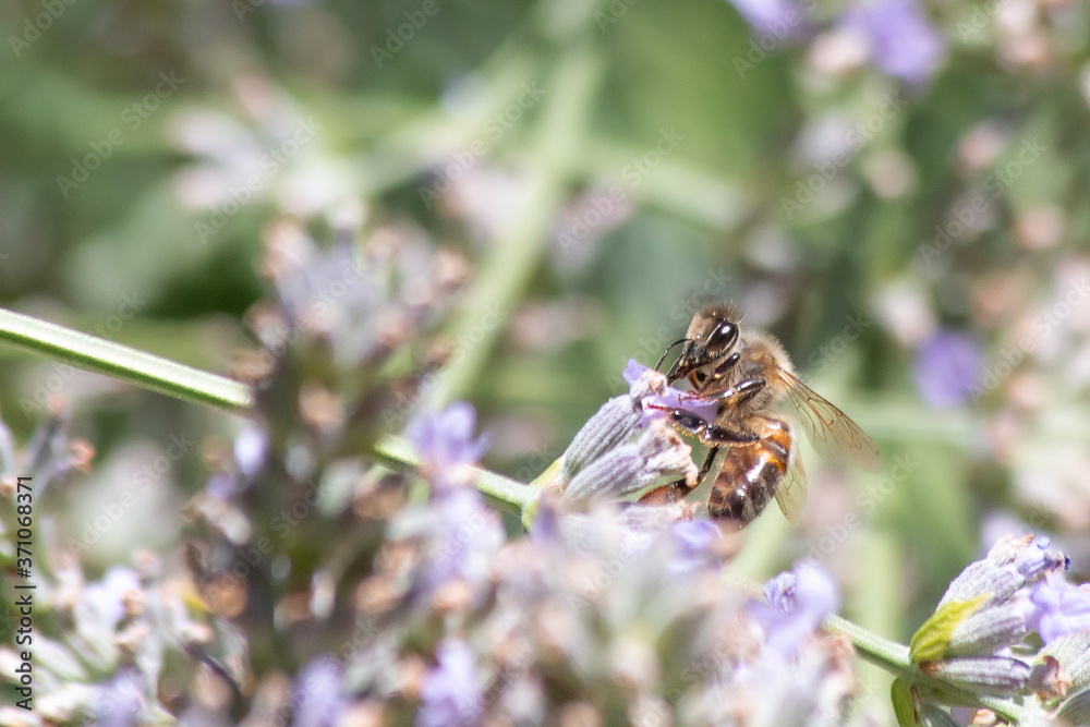 Abeille qui butine Abeille qui butine