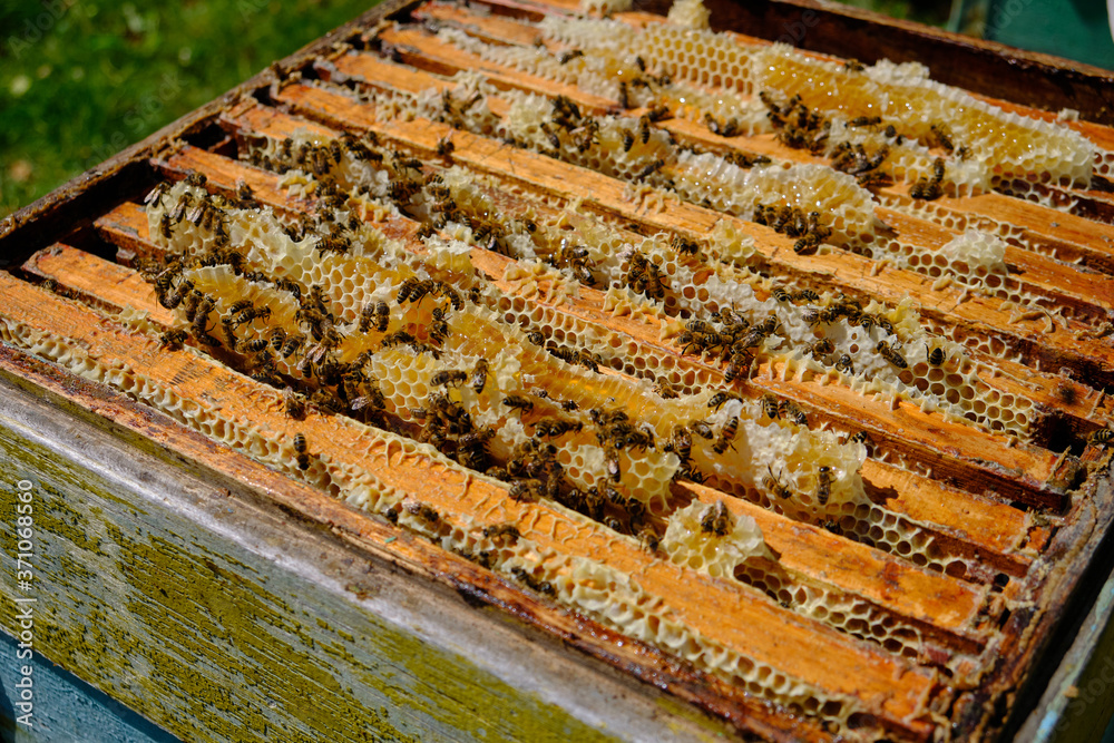 Open hive in an apiary, frames with bees Open hive in an apiary, frames with bees