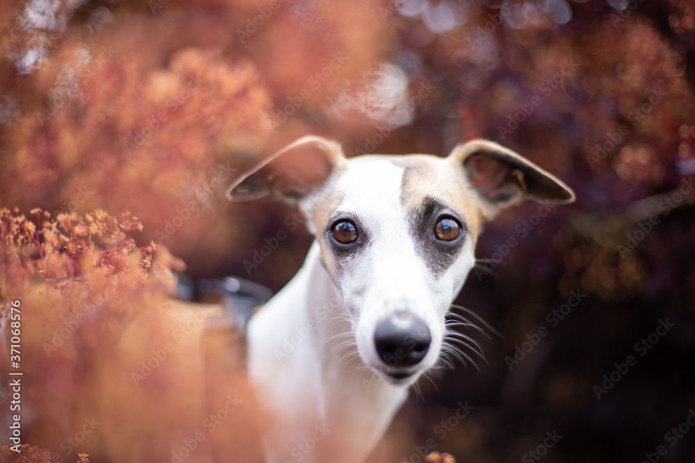 herbstliches Hundeportrait hinter Blüten herbstliches Hundeportrait hinter Blüten