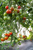 Plans de tomates
