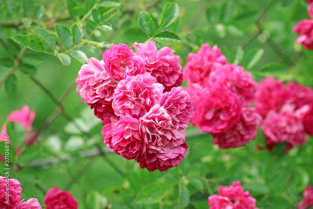 beautiful bush of roses in the garden beautiful bush of roses in the garden