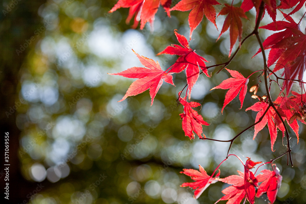 Maple leaves with blur background