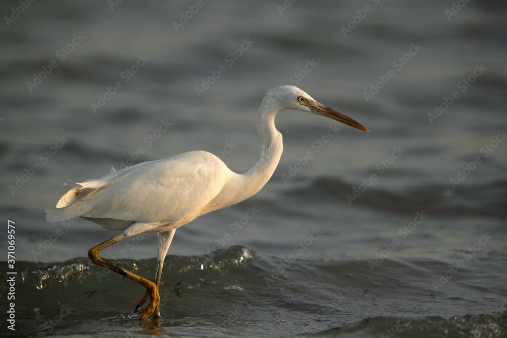 The western reef heron at Busaiteen coast, Bahrain The western reef heron at Busaiteen coast, Bahrain