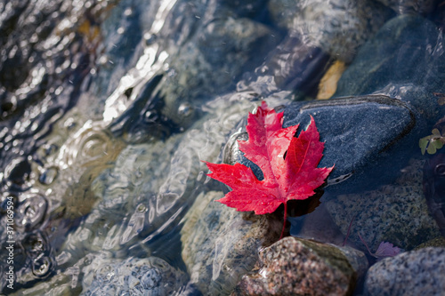 Maple leaf on stones with water background