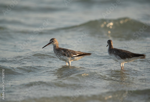 Common Redshank in the sea cost of Bahrain 