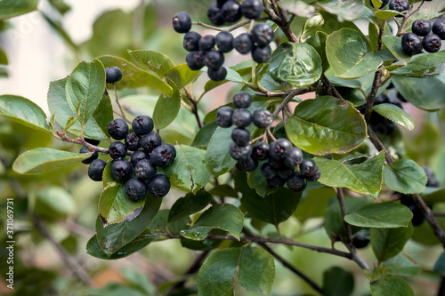 ripe chokeberry fruits on tree branches