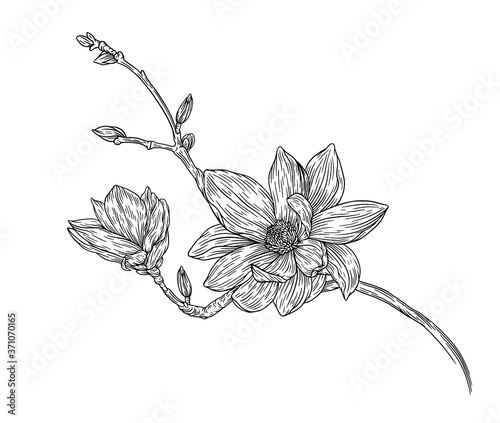 Hand Drawn Magnolia Floral Botany Collection. Magnolia Flower Drawings. Line Art on Backgrounds. Hand Drawn Engraving Botanical Illustrations.