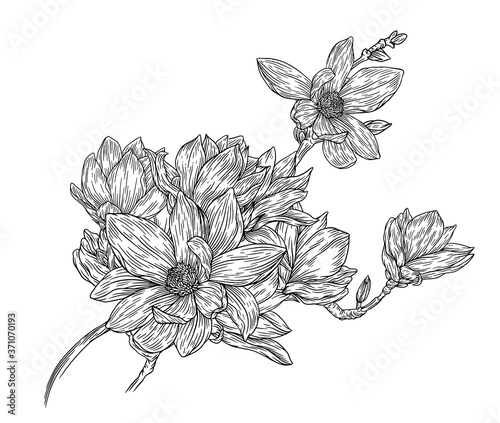 Hand Drawn Magnolia Floral Botany Collection. Magnolia Flower Drawings. Line Art on Backgrounds. Hand Drawn Engraving Botanical Illustrations.