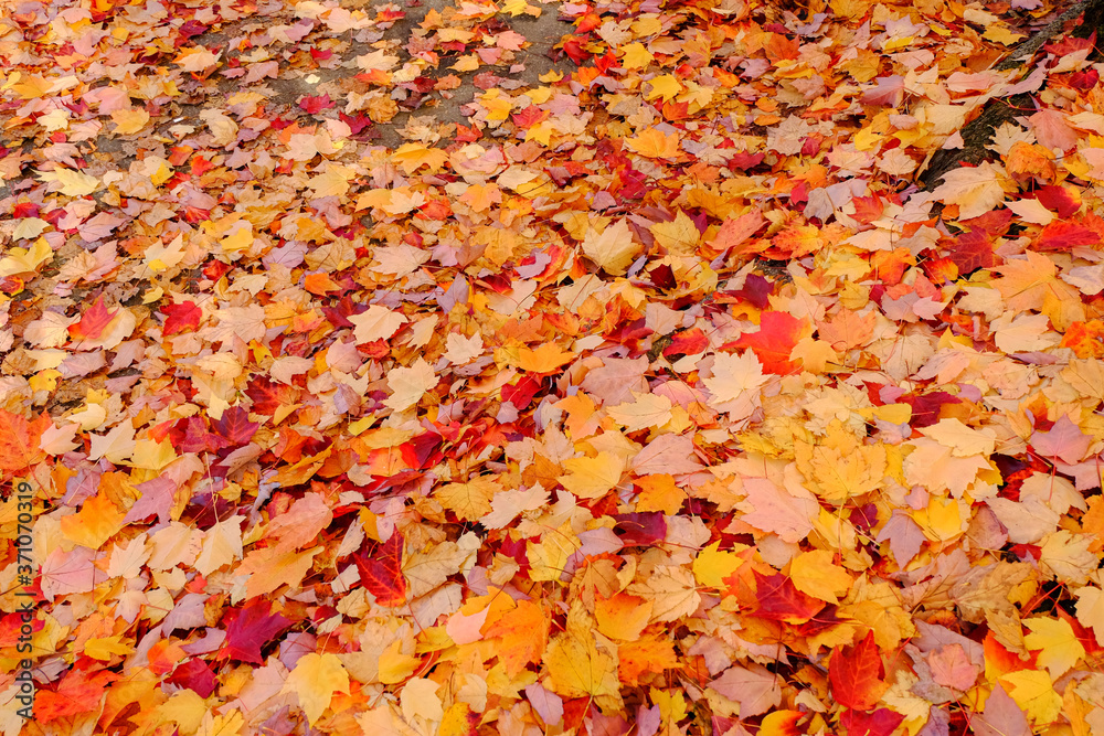 Maple leaves Maple leaves