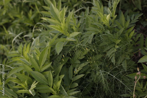 Summer vegetation in the countryside