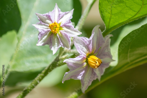 Fleurs d'aubergine 