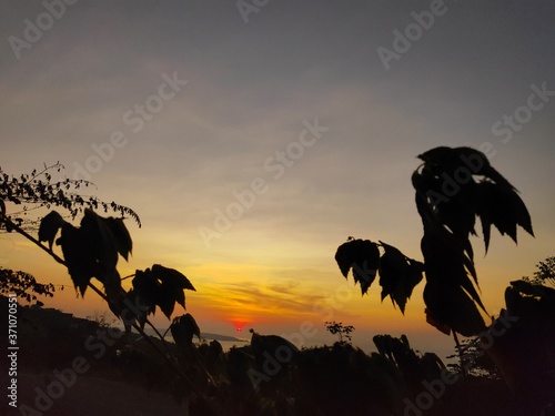 the sun before nightfall with the shadow of a black tree. Sunset sky background. beautiful natural scenery