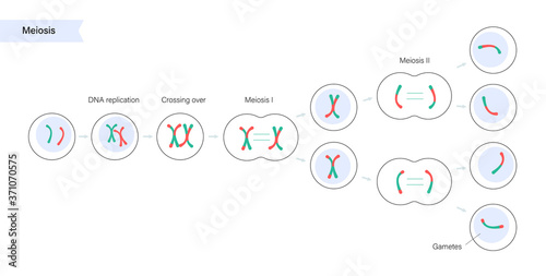 Meiosis cell division