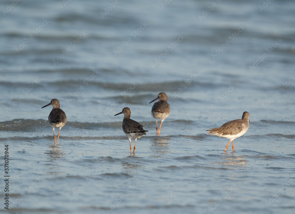 Redshanks in the Busaiteen coast, Bahrain Redshanks in the Busaiteen coast, Bahrain