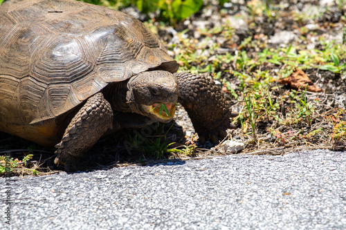 gopher tortoise eating some greens with his mouth open