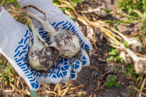 A bright sunny day. Harvesting ripe white onions. Human hands in cotton mittens.